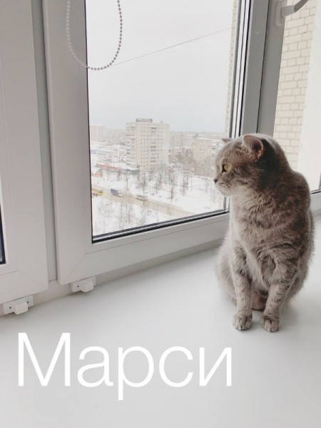 Питомцы